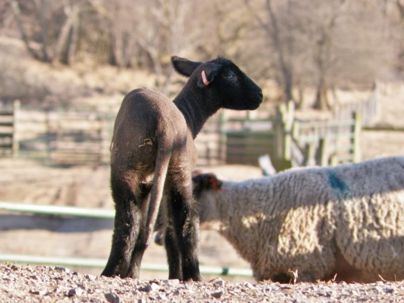 Young sheep outside in the fall/winter. Wooden fence n the background.