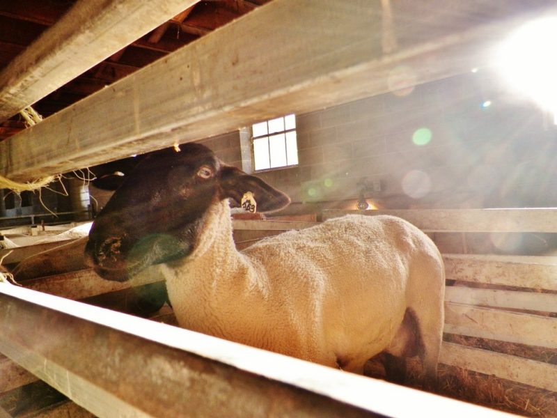 Rays of sun shining through the barn window onto a shorn sheep.