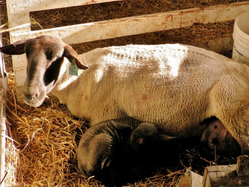 Sheep with newborn baby lying on straw in the barn.