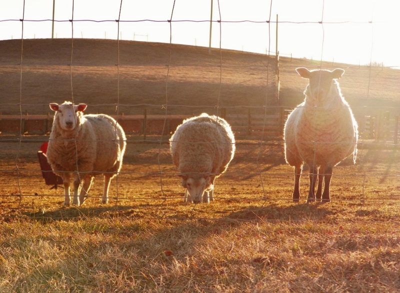 Three sheep behind a fence looking at the camera.