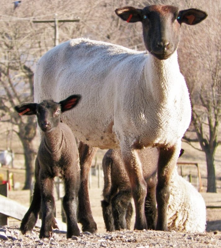 Mama sheep with baby sheep.
