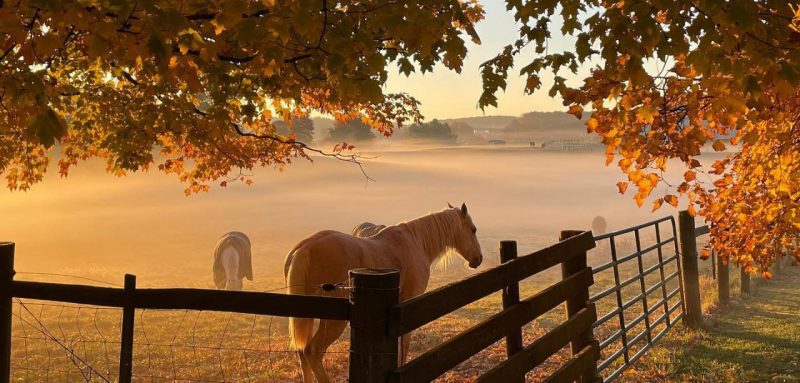 Horses by a wooden fence on a foggy morning in fall. Yellow foliage from the changing leaves frames the photo.