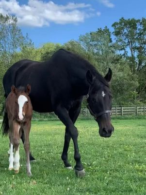 2022. New Quarter Horse colt, Amaretto with mom, Whose Envious.