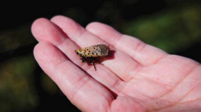 “Nose Work” New Weapon Against Spotted Lanternfly