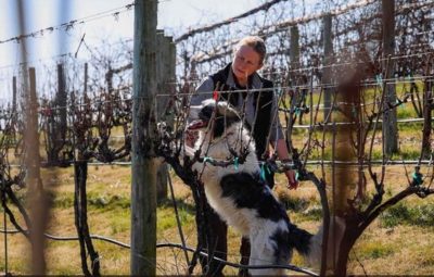 Dog detectives: Researchers training local canines to sniff out spotted lanternflies