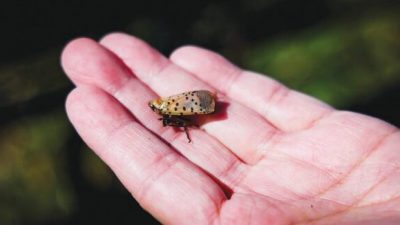 The nose knows; Dogs find spotted lanternflies , other pests