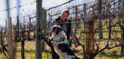 Dogs sniff out crop-killing spotted lanternflies