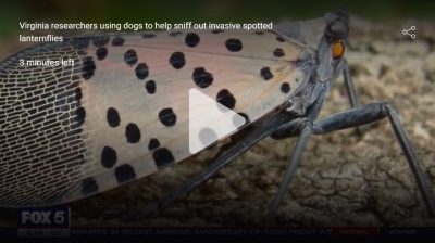 Virginia researchers using dogs to sniff out invasive spotted lanternflies