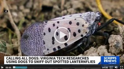 Researchers from Virginia Tech are recruiting dogs to sniff out spotted lanternflies eggs and get rid of them before they take over