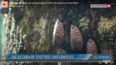 How researchers are using dogs to sniff out spotted lanternflies