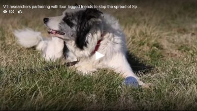 VT researchers partnering with four-legged friends to stop the spread of Spotted Lanternflys