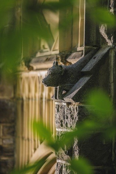 Cowgoyle in the Ag Quad.