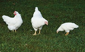 White chickens standing on green grass.