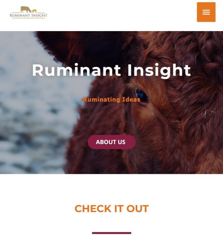 Screenshot of the Ruminant Insight website. Half of a cow's face looking directly into the camera. Verbiage: Ruminating Ideas, About Us, Check it Out.