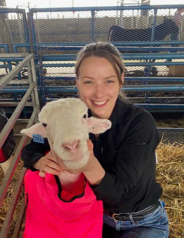 Young woman with a white sheep. Sheep in pink blanket.