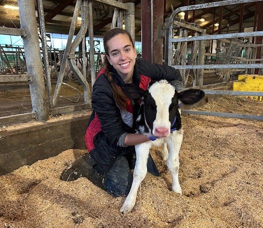 Graduate student, Ana Lima, with a Holstein calf.